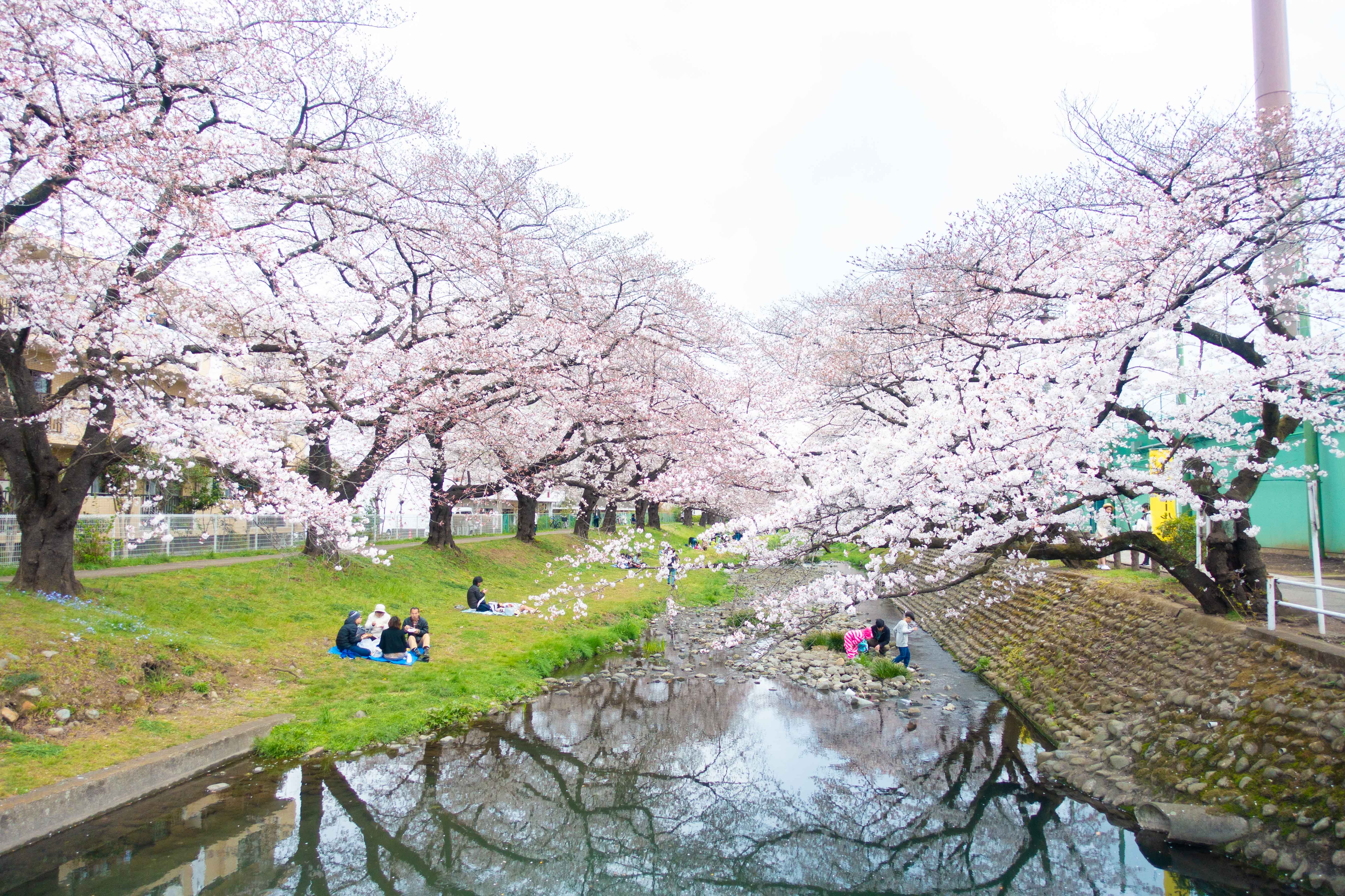根川緑道の桜