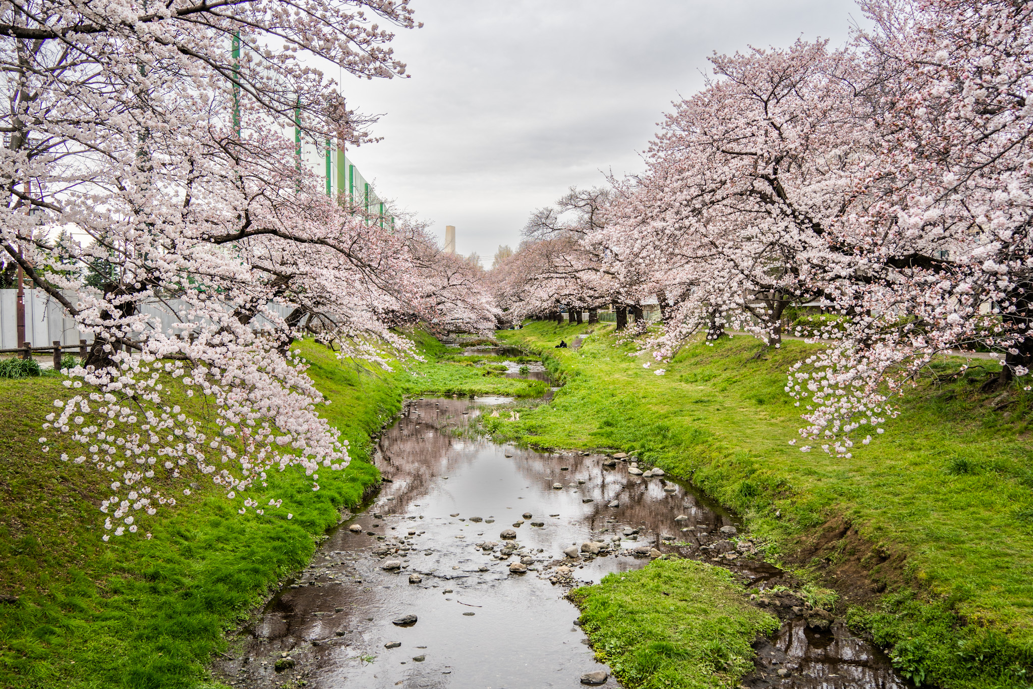 立川根川緑道の桜
