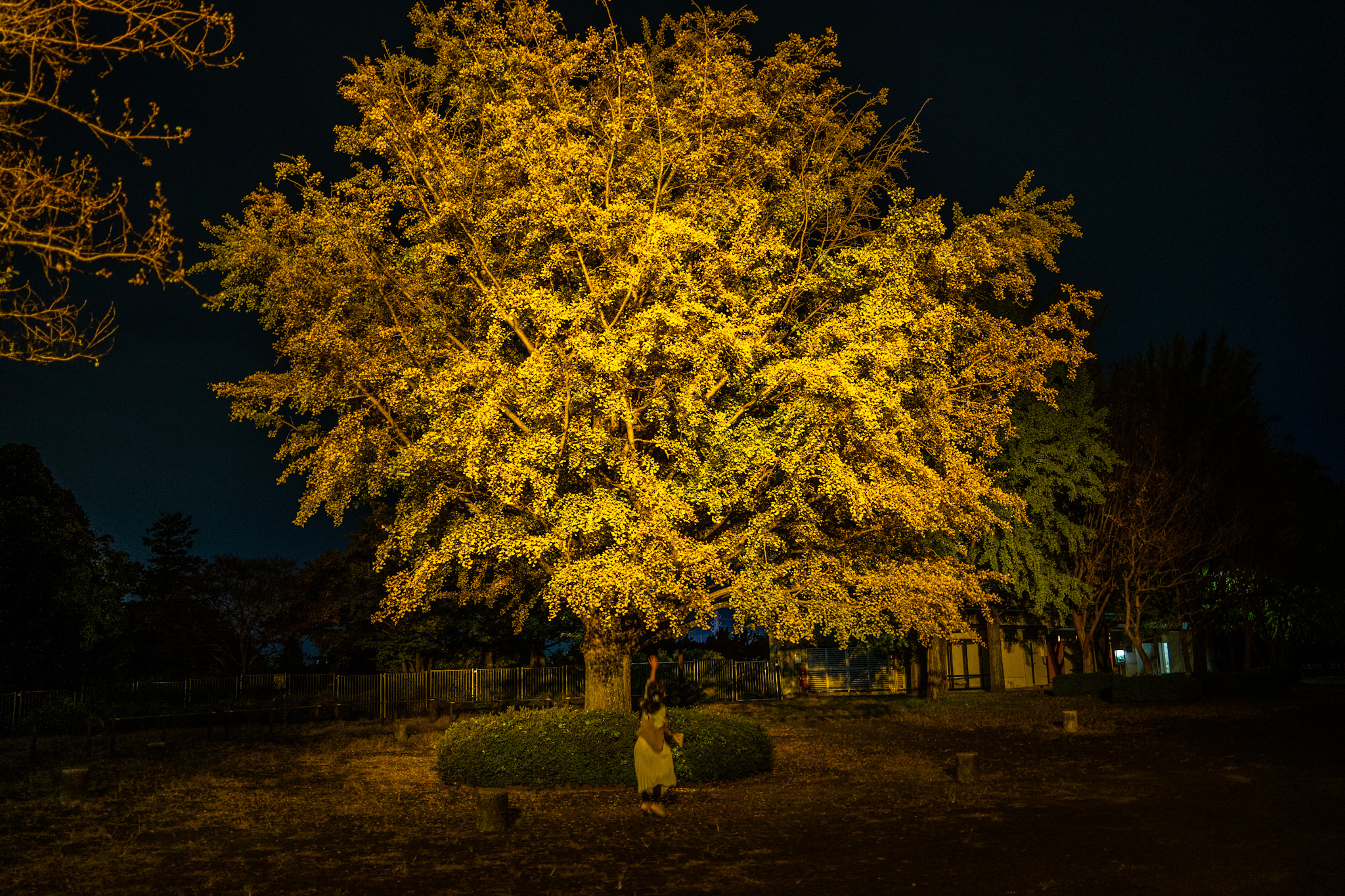 昭和記念公園秋の夜散歩